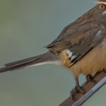 Nightingale's research signifi