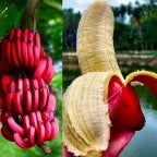 Red Banana