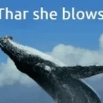 Autos such a bad whale frog