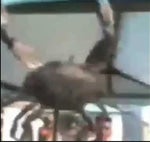 Um siri fazendo barra