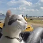 Tokyo Drift x Gypsy Woman