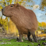 capybara - Sound