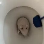 number 12 rat in toilet
