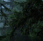 Rain in the woods