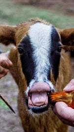 Record (online voice recorder