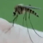 Mosquito