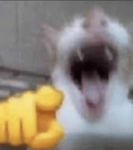 Cat Laughing At You