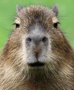 pekken bouzen street