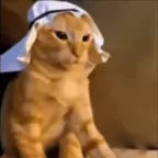 Arabic Cat (copy)