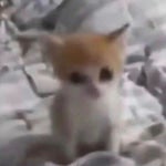 dreamybull (loud :3)