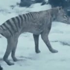 Ty the Tasmanian Tiger Throw