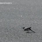 Snaspey screeches in slow motion