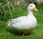 Oh jeepers (Filename 2)