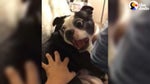 Dog screaming