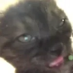 20 Second Outro Music TheFatRat Xenogenesis