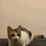 if you die i wana die with you!!!!!!!!