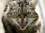 a Classic Movie Angry Cat Scream Sound effect