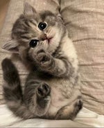 Oliver Tree Miss You sped up