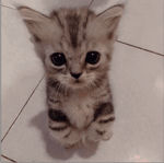 FREE NEW JAZZ not full