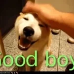 Good Boy
