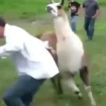 lama fache danse