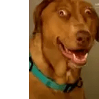 i love to play fortnite