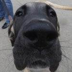 treat my like white tees