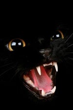 Angry Hissing Loud Sound Effect