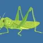 GRASSHOPPER