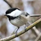 Cheeseburger Chickadee Call