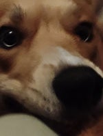 Godish hellbender - Sound