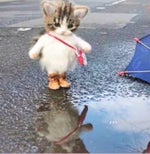 Romantic Music Meme Sound