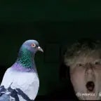 Pigeon AI #19