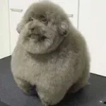 flight laugh funk