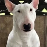 why did you redeem it ! but louder (copy)