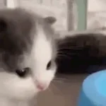 jullie kanker moeder's