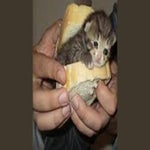 are you cruisin' for a bruisin'