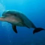 Dolphin bleep (copy)