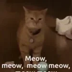 meow