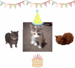Birthday cat