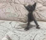 Knock knock! (sound effect)