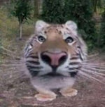 ARREPIENTETE HIJO DEL DIABLO