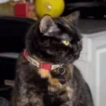 AY MI GATITO MIAU MIAU tt version (copy)