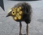 lobotomy kiwi