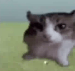 meow meow meow meow - Sound