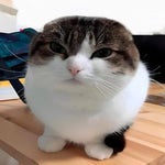 oh the misery (wawa cat) enemy (HD Sync)