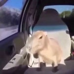 boy turns into eminem at 3am