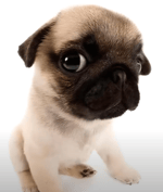 VAI TOMA NO CU PIRANHA