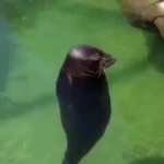 Spinning Seal Music