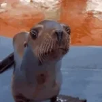 Sealion Rap